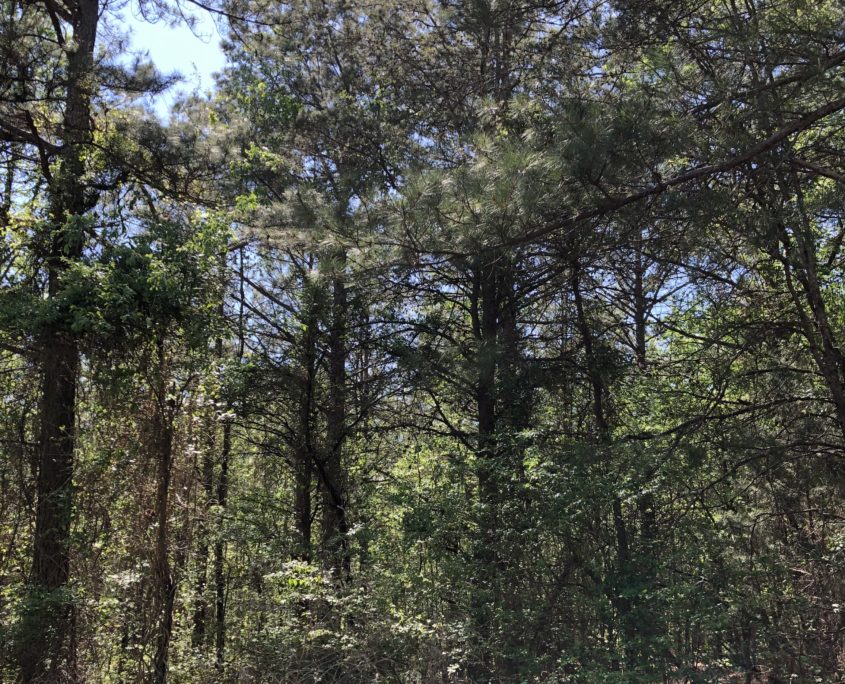 Properties Paden Land and Timber