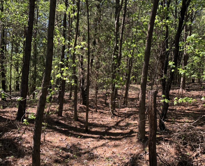 Properties Paden Land and Timber