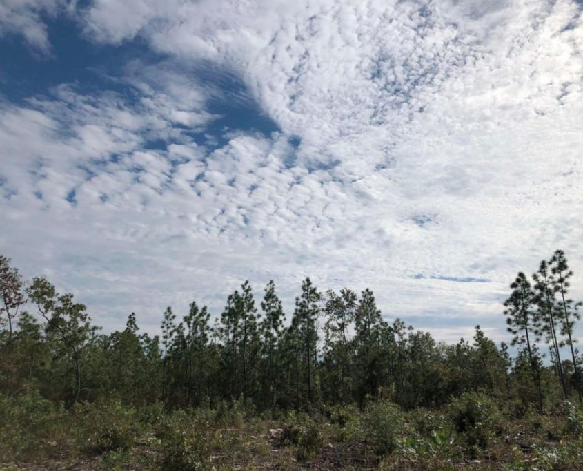 Properties Paden Land and Timber