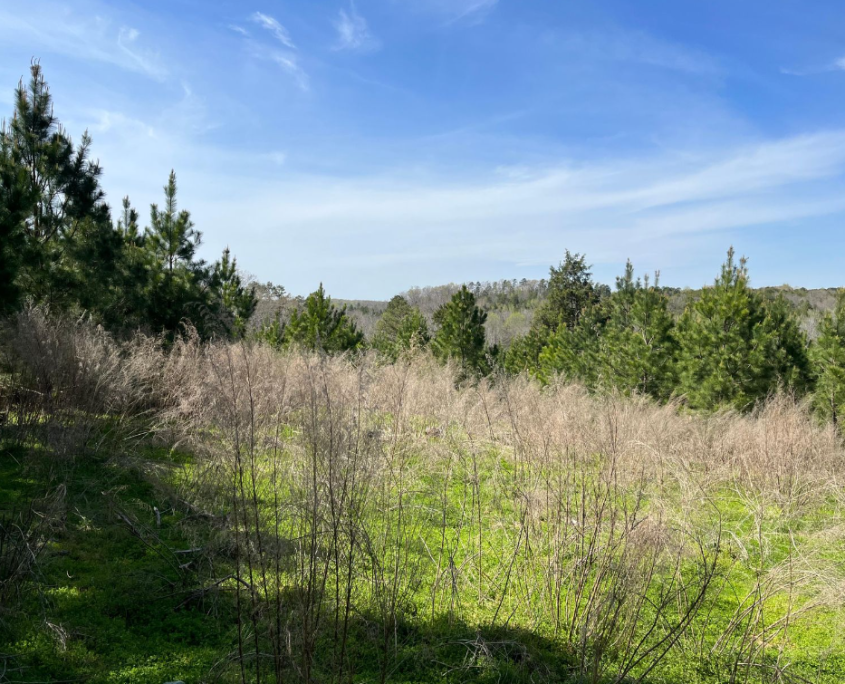 Properties Paden Land and Timber